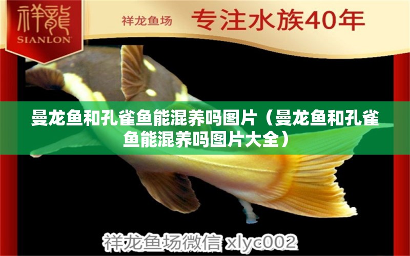 曼龍魚和孔雀魚能混養(yǎng)嗎圖片（曼龍魚和孔雀魚能混養(yǎng)嗎圖片大全）