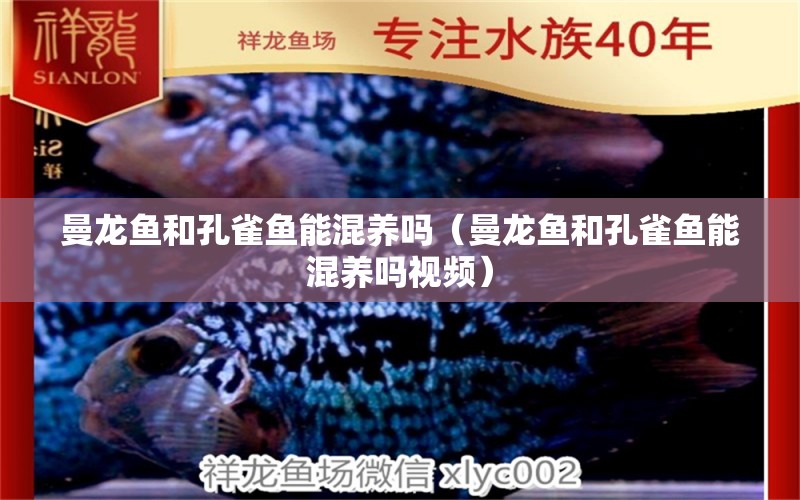 曼龍魚和孔雀魚能混養(yǎng)嗎（曼龍魚和孔雀魚能混養(yǎng)嗎視頻） 廣州龍魚批發(fā)市場