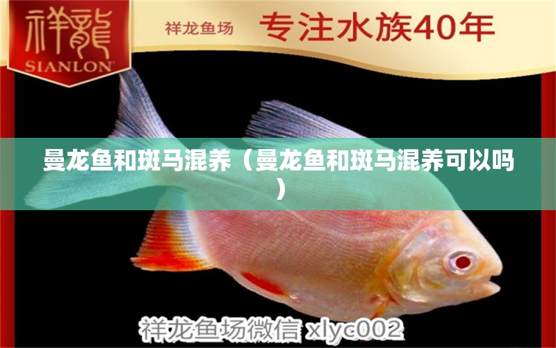 曼龍魚和斑馬混養(yǎng)（曼龍魚和斑馬混養(yǎng)可以嗎） 廣州龍魚批發(fā)市場