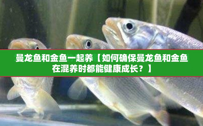 曼龍魚和金魚一起養(yǎng)【如何確保曼龍魚和金魚在混養(yǎng)時(shí)都能健康成長？】 水族問答 第1張