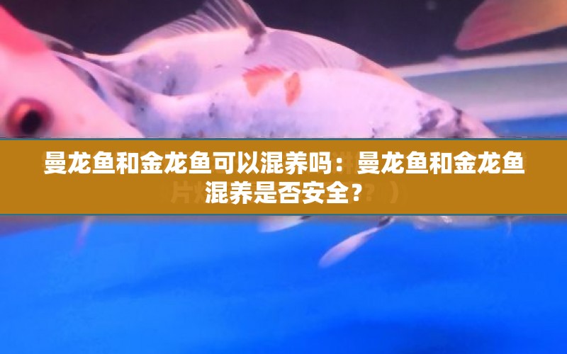 曼龍魚(yú)和金龍魚(yú)可以混養(yǎng)嗎：曼龍魚(yú)和金龍魚(yú)混養(yǎng)是否安全？