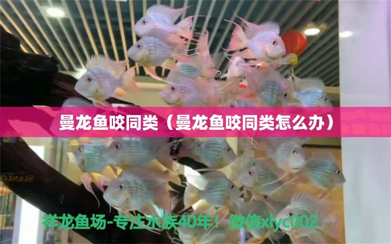 曼龍魚咬同類（曼龍魚咬同類怎么辦）