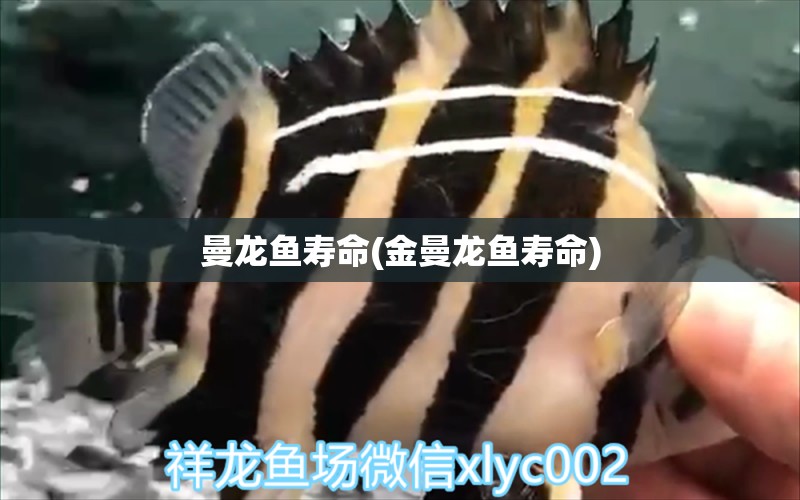 曼龍魚壽命(金曼龍魚壽命)