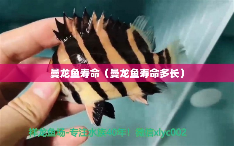 曼龍魚(yú)壽命（曼龍魚(yú)壽命多長(zhǎng)）