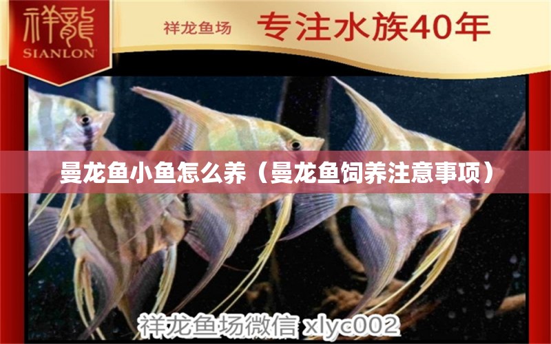 曼龍魚小魚怎么養(yǎng)（曼龍魚飼養(yǎng)注意事項(xiàng)） 超血紅龍魚