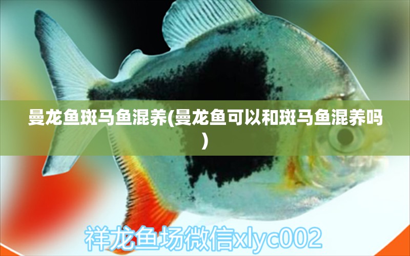 曼龍魚(yú)斑馬魚(yú)混養(yǎng)(曼龍魚(yú)可以和斑馬魚(yú)混養(yǎng)嗎) 黑云魚(yú)