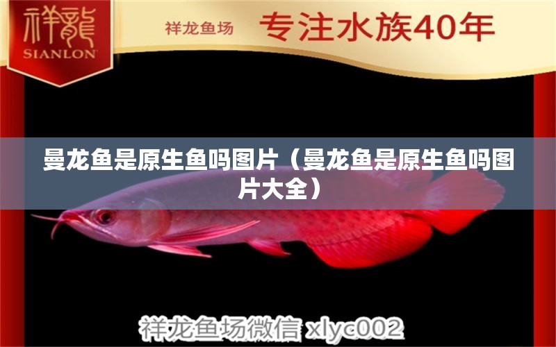 曼龍魚是原生魚嗎圖片（曼龍魚是原生魚嗎圖片大全）