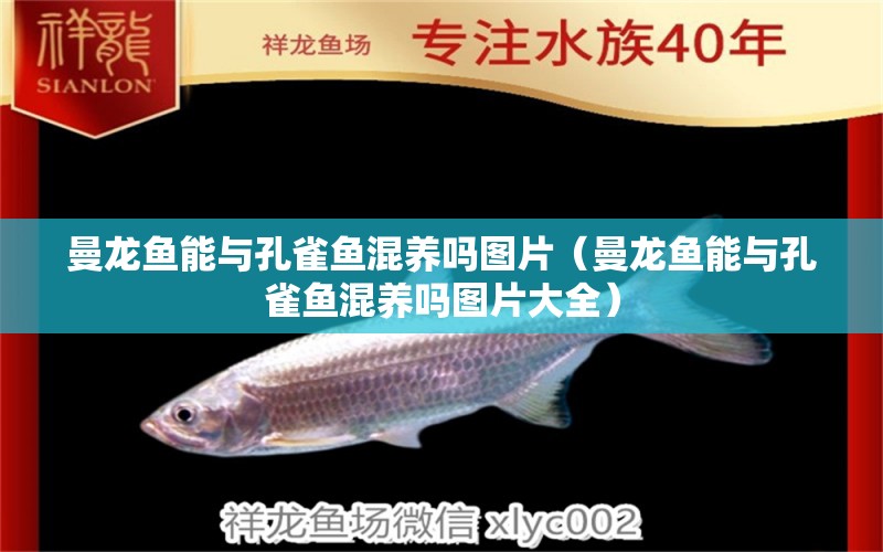 曼龍魚能與孔雀魚混養(yǎng)嗎圖片（曼龍魚能與孔雀魚混養(yǎng)嗎圖片大全）