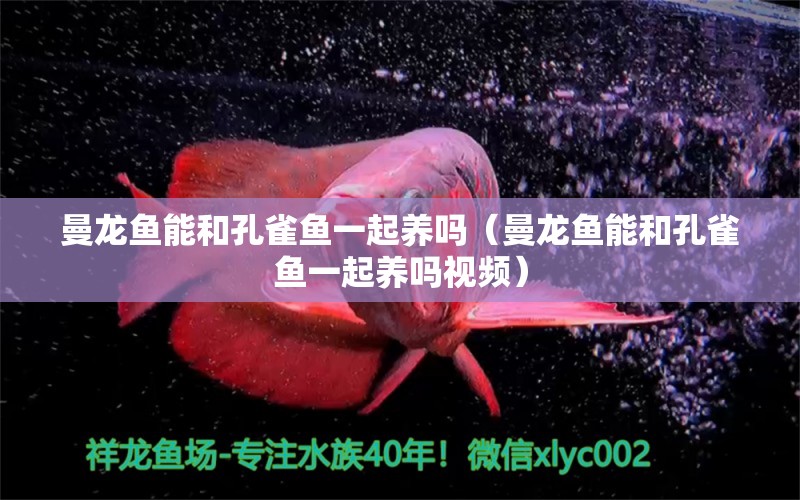 曼龍魚能和孔雀魚一起養(yǎng)嗎（曼龍魚能和孔雀魚一起養(yǎng)嗎視頻）