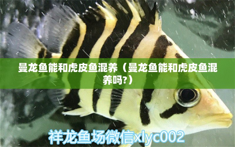 曼龍魚能和虎皮魚混養(yǎng)（曼龍魚能和虎皮魚混養(yǎng)嗎?） 廣州龍魚批發(fā)市場