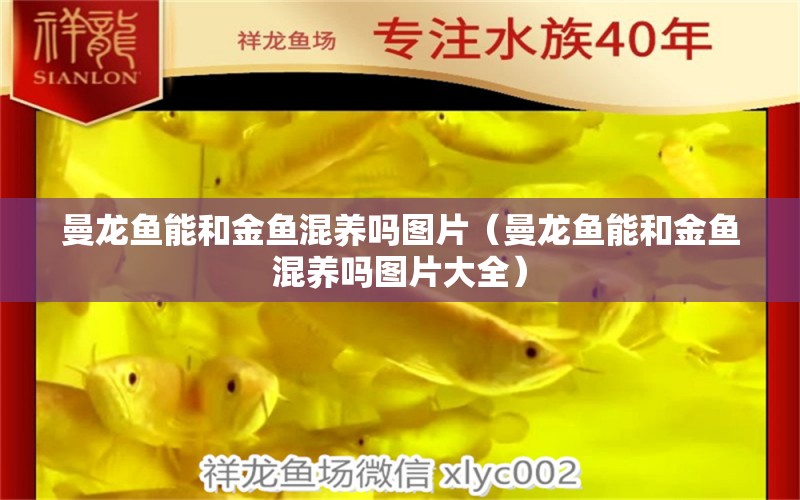 曼龍魚能和金魚混養(yǎng)嗎圖片（曼龍魚能和金魚混養(yǎng)嗎圖片大全）