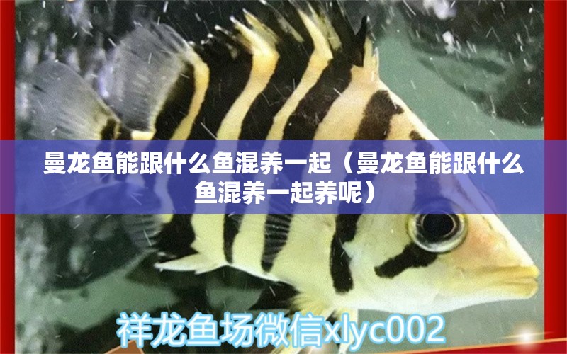 曼龍魚能跟什么魚混養(yǎng)一起（曼龍魚能跟什么魚混養(yǎng)一起養(yǎng)呢） 廣州龍魚批發(fā)市場