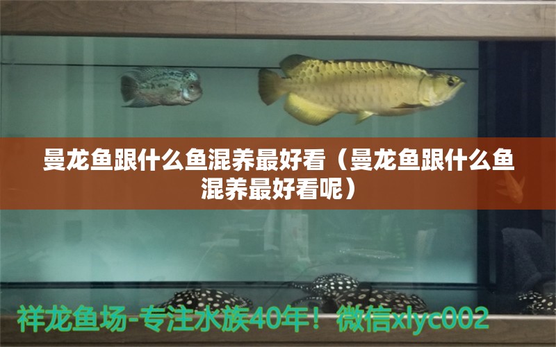 曼龍魚跟什么魚混養(yǎng)最好看（曼龍魚跟什么魚混養(yǎng)最好看呢）