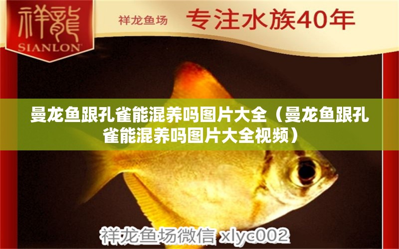 曼龍魚跟孔雀能混養(yǎng)嗎圖片大全（曼龍魚跟孔雀能混養(yǎng)嗎圖片大全視頻） 廣州龍魚批發(fā)市場