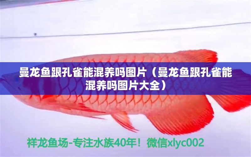 曼龍魚跟孔雀能混養(yǎng)嗎圖片（曼龍魚跟孔雀能混養(yǎng)嗎圖片大全）