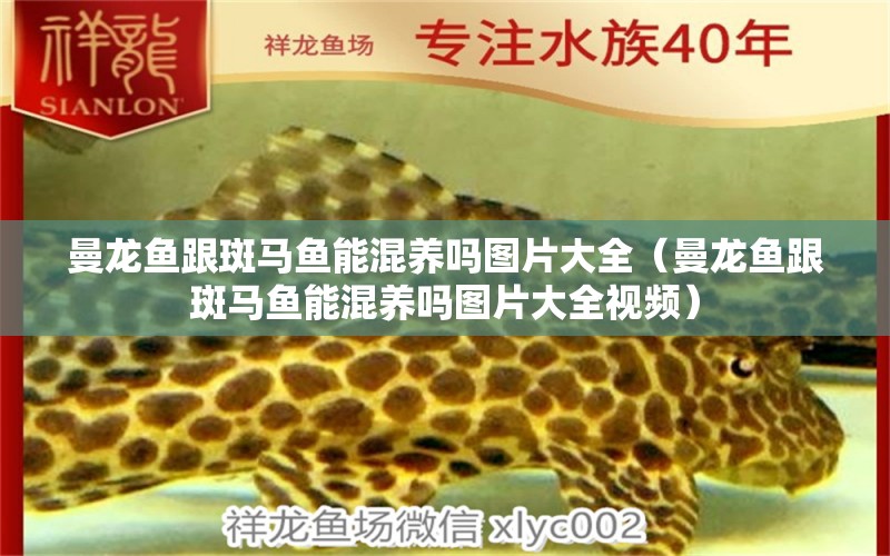 曼龍魚跟斑馬魚能混養(yǎng)嗎圖片大全（曼龍魚跟斑馬魚能混養(yǎng)嗎圖片大全視頻） 大嘴鯨魚