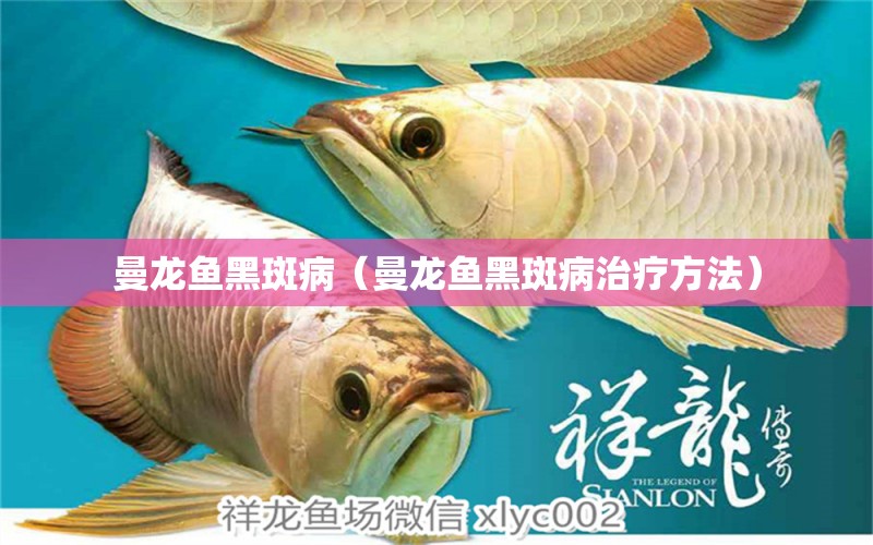 曼龍魚黑斑?。堲~黑斑病治療方法）