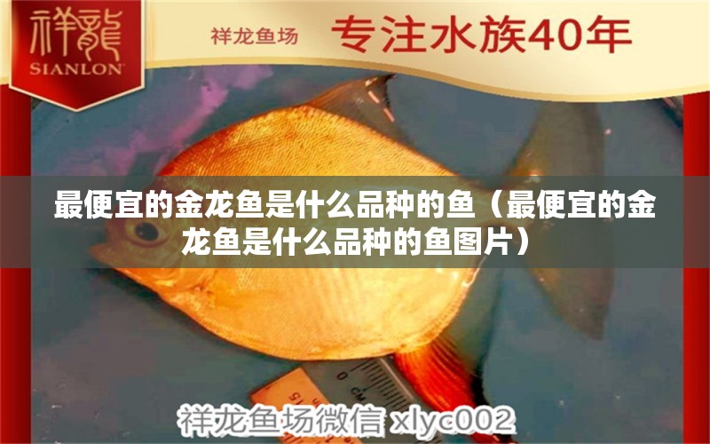 最便宜的金龍魚(yú)是什么品種的魚(yú)（最便宜的金龍魚(yú)是什么品種的魚(yú)圖片）