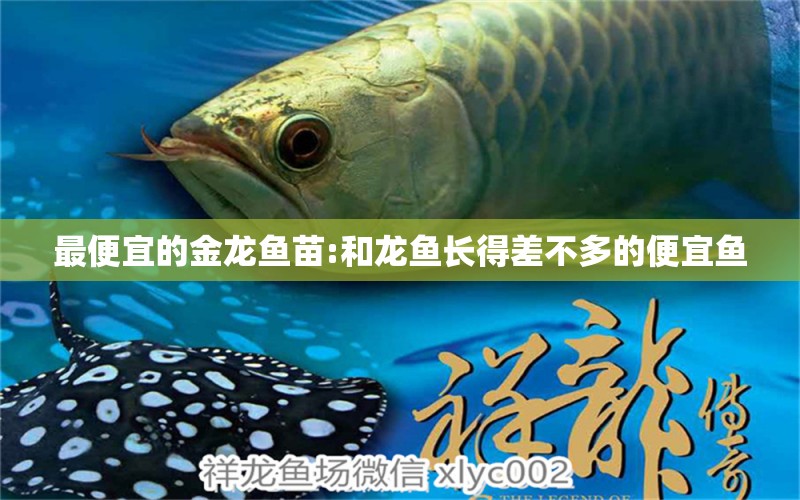 最便宜的金龍魚苗:和龍魚長得差不多的便宜魚