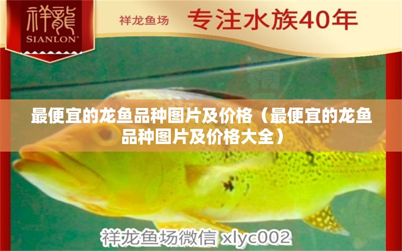 最便宜的龍魚品種圖片及價(jià)格（最便宜的龍魚品種圖片及價(jià)格大全） 龍魚疾病與治療