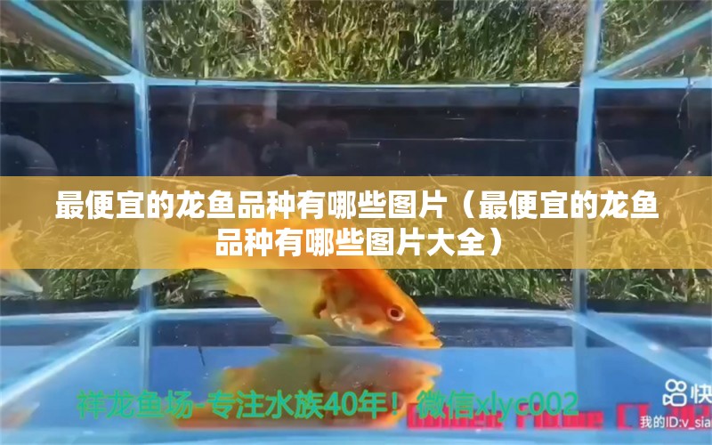 最便宜的龍魚品種有哪些圖片（最便宜的龍魚品種有哪些圖片大全） 龍魚疾病與治療