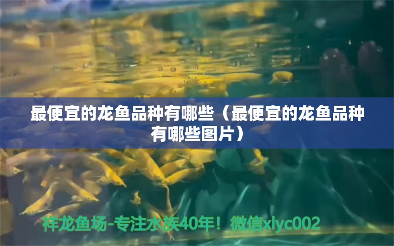 最便宜的龍魚品種有哪些（最便宜的龍魚品種有哪些圖片） 龍魚疾病與治療