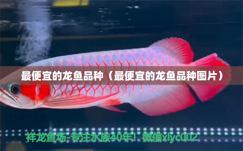 最便宜的龍魚(yú)品種（最便宜的龍魚(yú)品種圖片） 龍魚(yú)疾病與治療