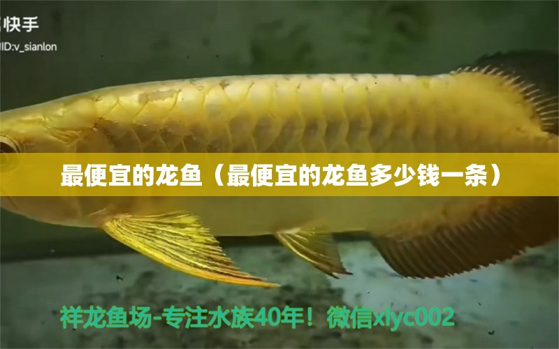 最便宜的龍魚（最便宜的龍魚多少錢一條） 黑白雙星