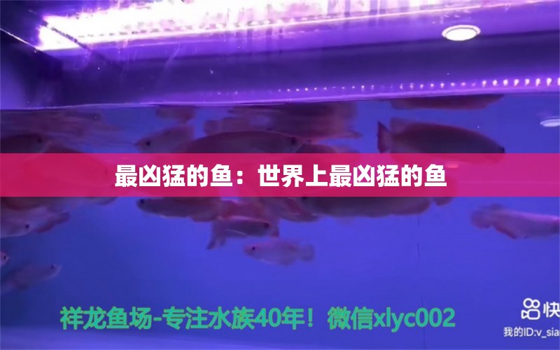 最兇猛的魚：世界上最兇猛的魚