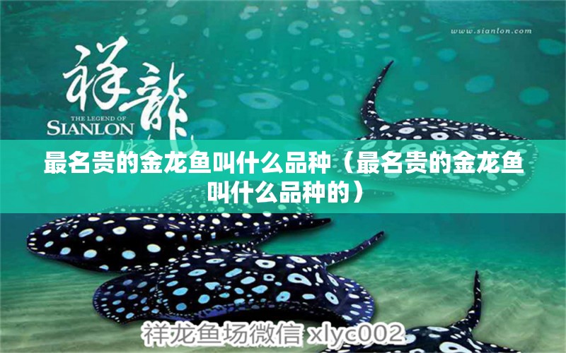 最名貴的金龍魚叫什么品種（最名貴的金龍魚叫什么品種的）