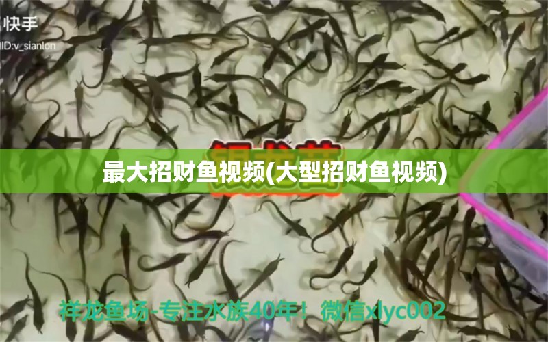 最大招財(cái)魚視頻(大型招財(cái)魚視頻) 觀賞魚 第1張