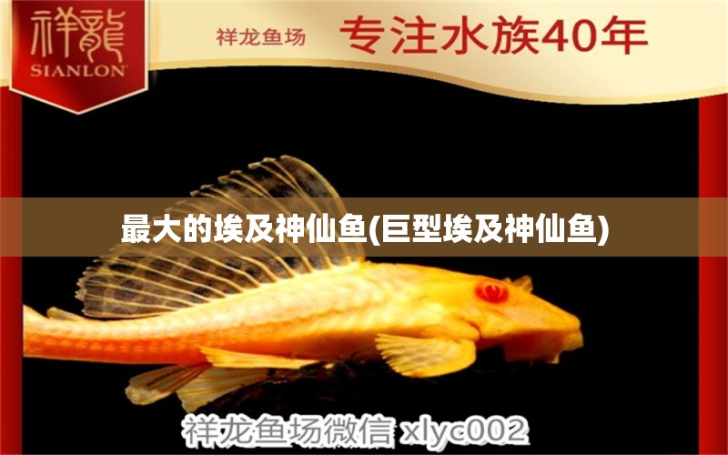 最大的埃及神仙魚(巨型埃及神仙魚)