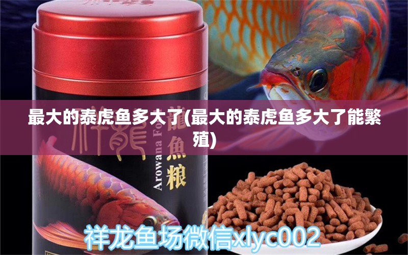 最大的泰虎魚多大了(最大的泰虎魚多大了能繁殖) 虎魚百科