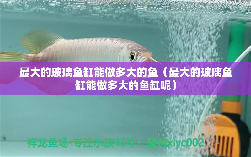 最大的玻璃魚缸能做多大的魚（最大的玻璃魚缸能做多大的魚缸呢）