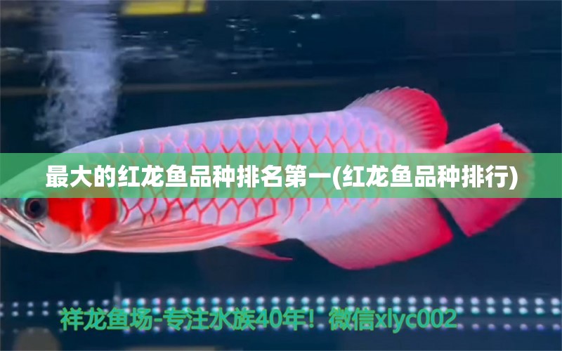 最大的紅龍魚(yú)品種排名第一(紅龍魚(yú)品種排行) 南美異型魚(yú) 第1張