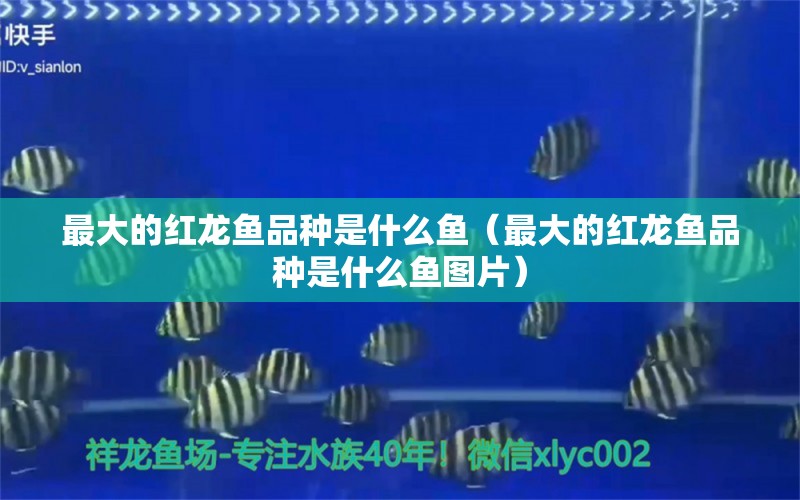 最大的紅龍魚品種是什么魚（最大的紅龍魚品種是什么魚圖片）