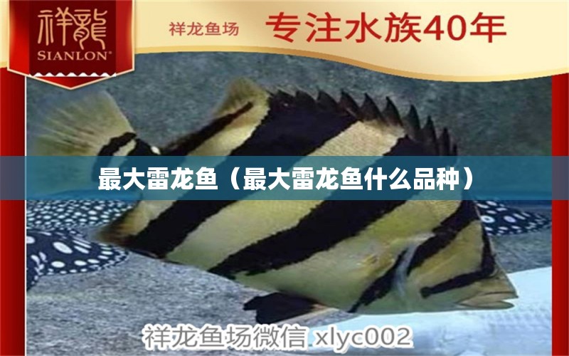 最大雷龍魚（最大雷龍魚什么品種）