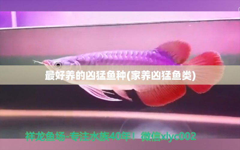 最好養(yǎng)的兇猛魚種(家養(yǎng)兇猛魚類) 泰國(guó)斗魚