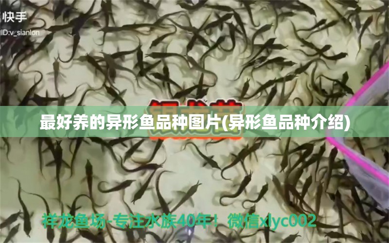 最好養(yǎng)的異形魚品種圖片(異形魚品種介紹) 紅魔王銀版魚