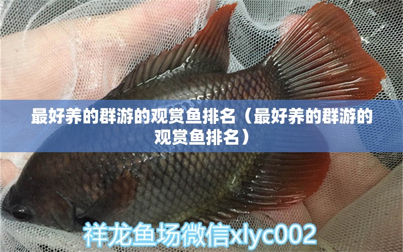 最好養(yǎng)的群游的觀賞魚排名（最好養(yǎng)的群游的觀賞魚排名） BD魟魚