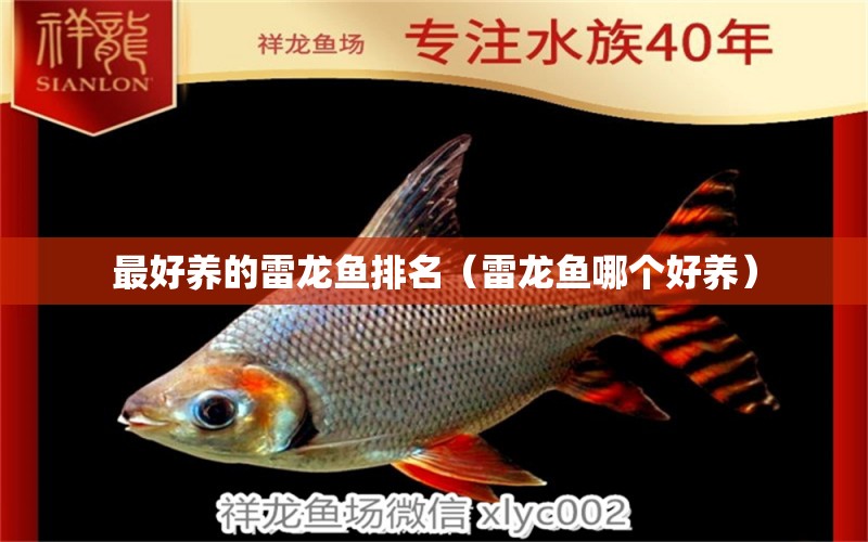 最好養(yǎng)的雷龍魚排名（雷龍魚哪個好養(yǎng)） 羽毛刀魚苗