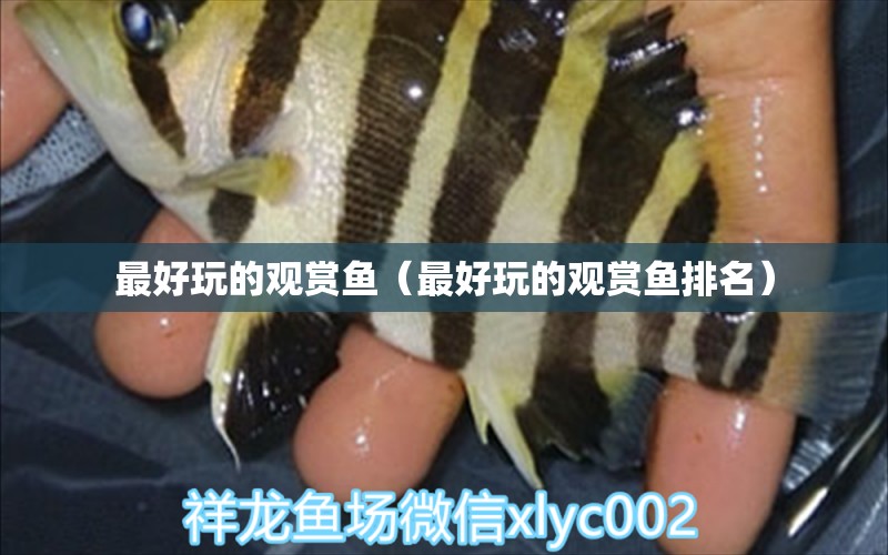 最好玩的觀賞魚（最好玩的觀賞魚排名） 祥龍水族醫(yī)院