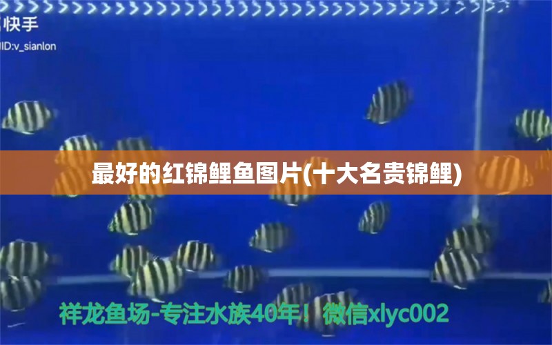 最好的紅錦鯉魚圖片(十大名貴錦鯉) 虎魚魚苗