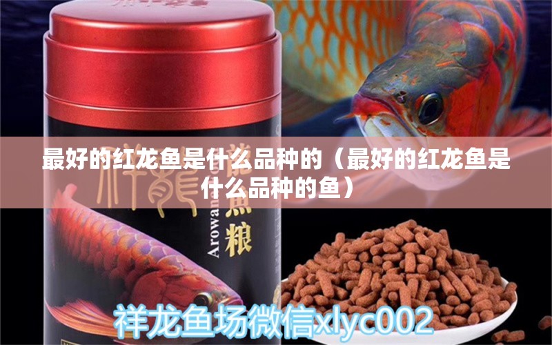 最好的紅龍魚是什么品種的（最好的紅龍魚是什么品種的魚） 印尼紅龍魚