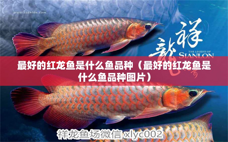 最好的紅龍魚是什么魚品種（最好的紅龍魚是什么魚品種圖片） 印尼紅龍魚