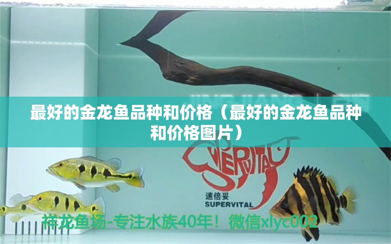 最好的金龍魚品種和價格（最好的金龍魚品種和價格圖片） 廣州龍魚批發(fā)市場