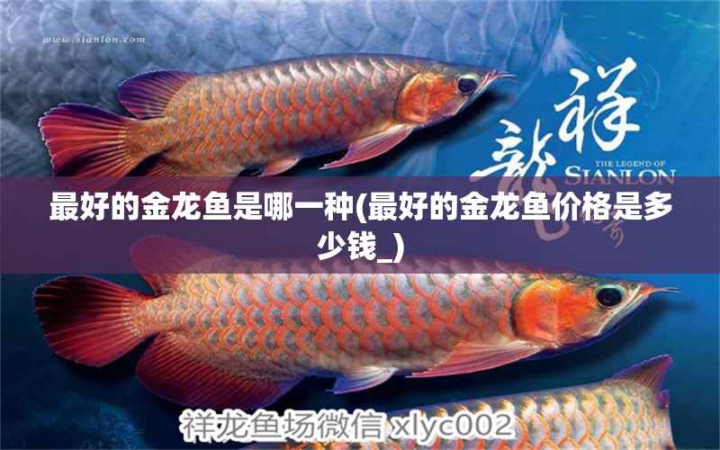 最好的金龍魚是哪一種(最好的金龍魚價格是多少錢_) 可麗愛魚缸