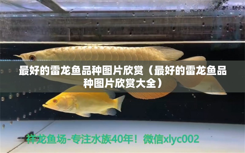 最好的雷龍魚品種圖片欣賞（最好的雷龍魚品種圖片欣賞大全）