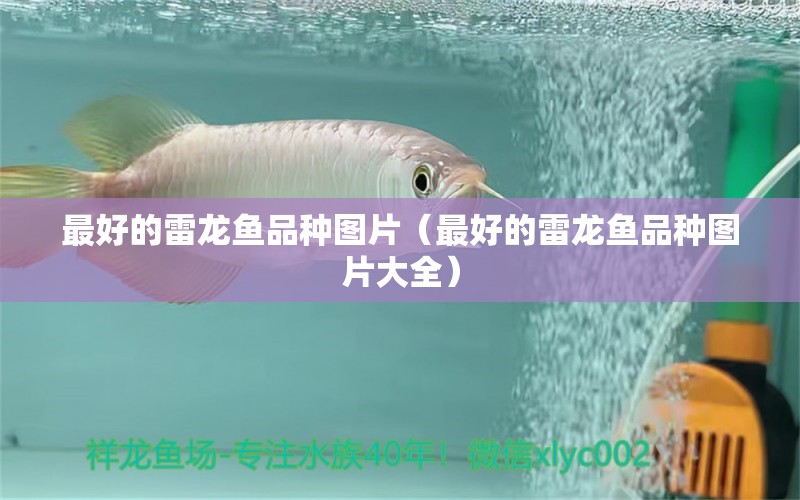 最好的雷龍魚品種圖片（最好的雷龍魚品種圖片大全）