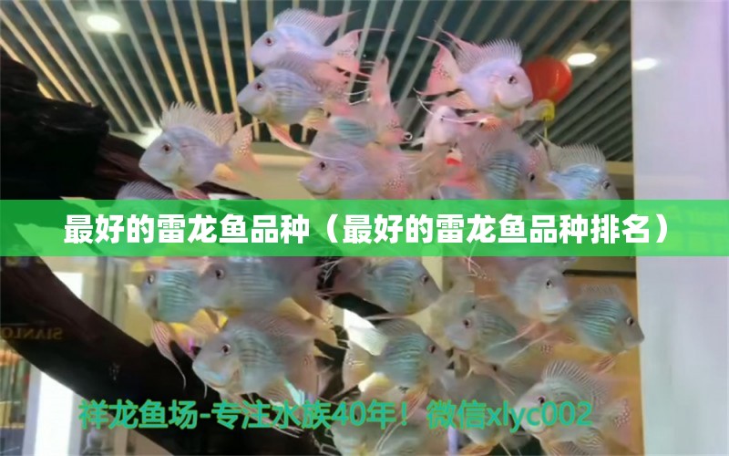 最好的雷龍魚品種（最好的雷龍魚品種排名） 龍魚疾病與治療